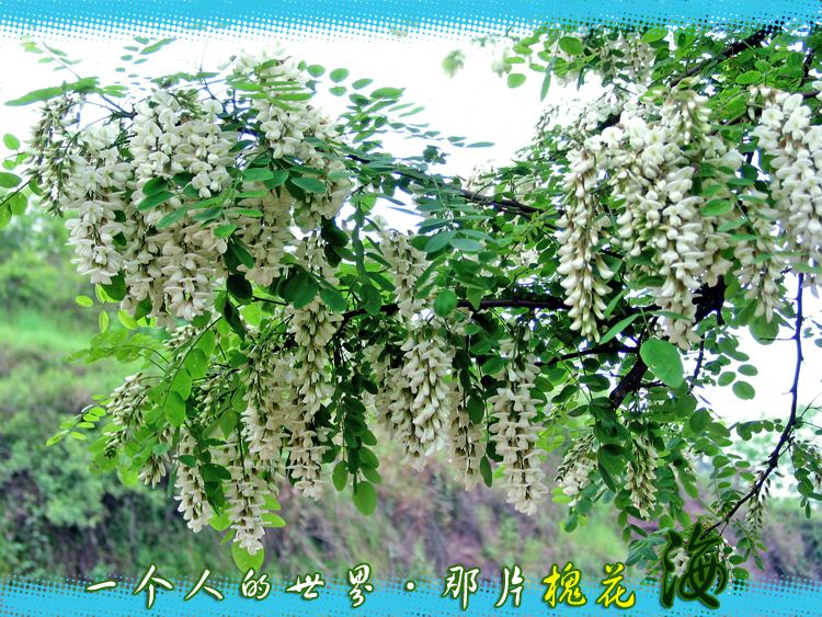 images/2/2022/04/JxOIKSg8pOT88kjvT7Lpp9vA3TtX73.jpeg