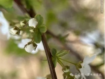 珍珠绣线菊图片 的图像结果
