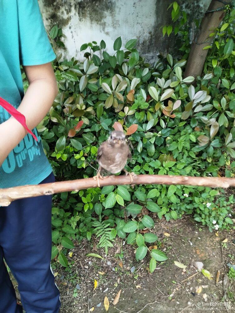 jan我的中国心