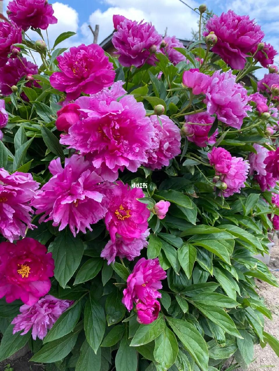 芍药花1