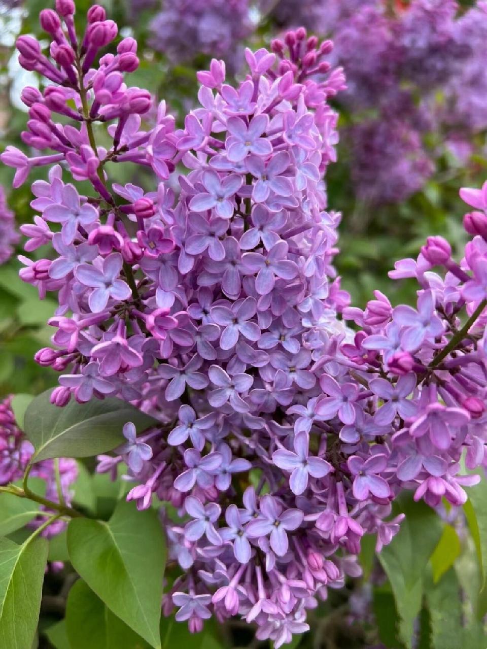 丁香花01