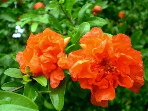 石榴花1