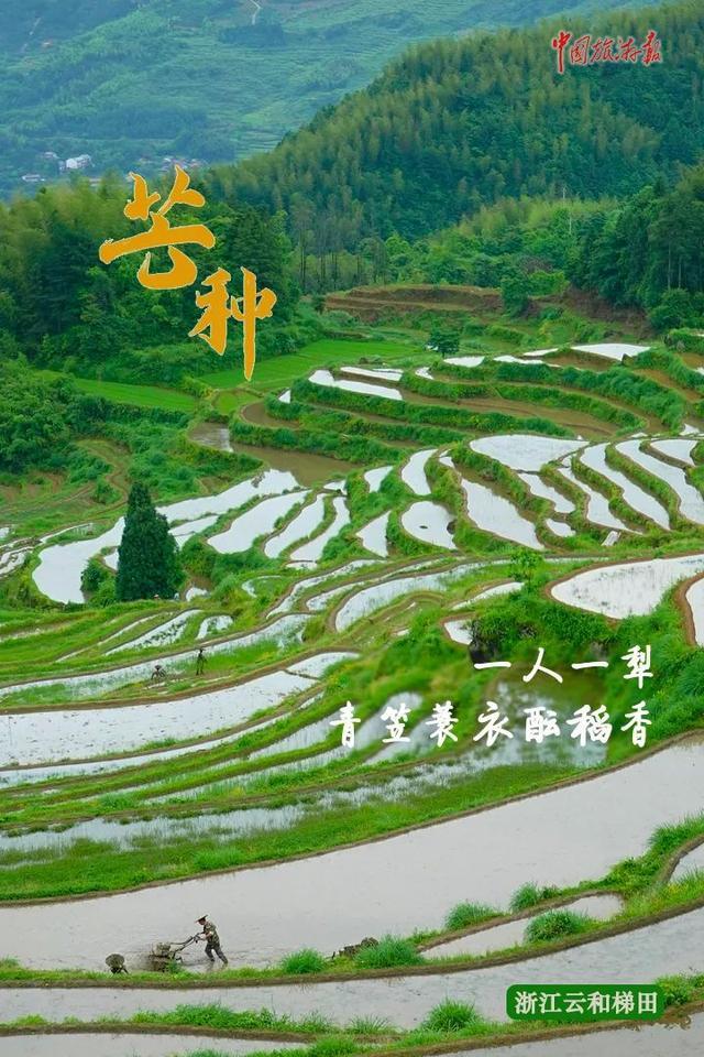 芒种1