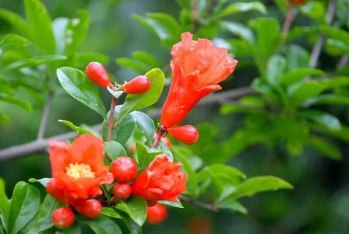 石榴花2.webp