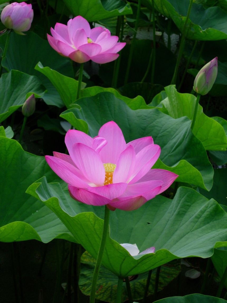 荷花005