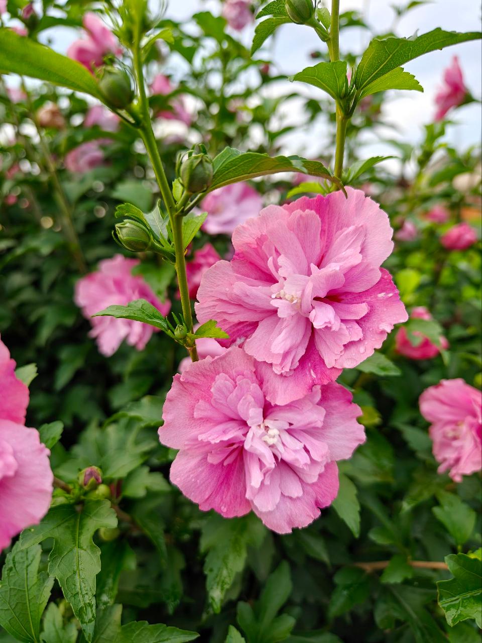 木槿花01