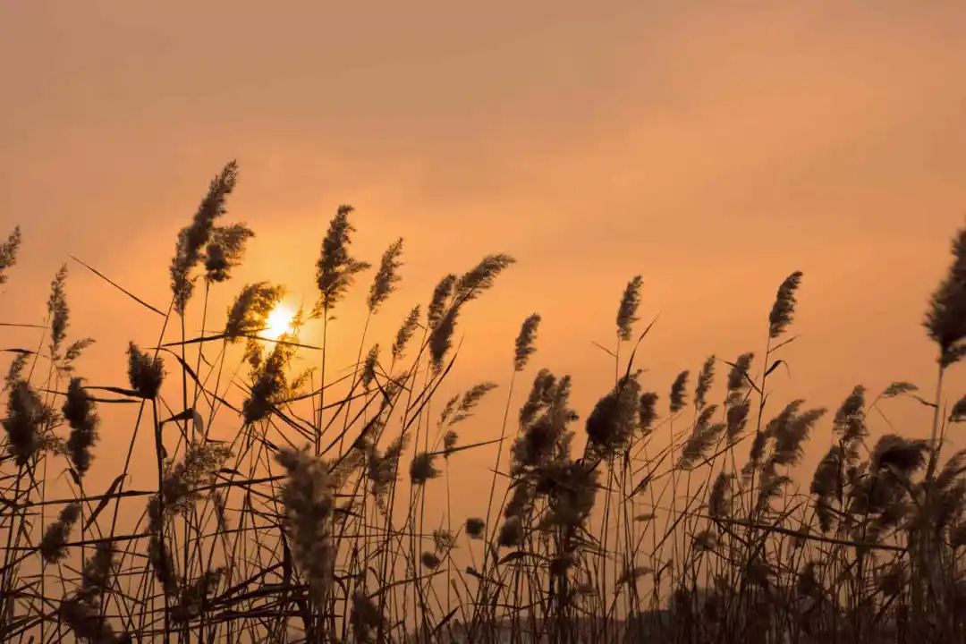 【摄影图】芦苇夕阳68.jpg