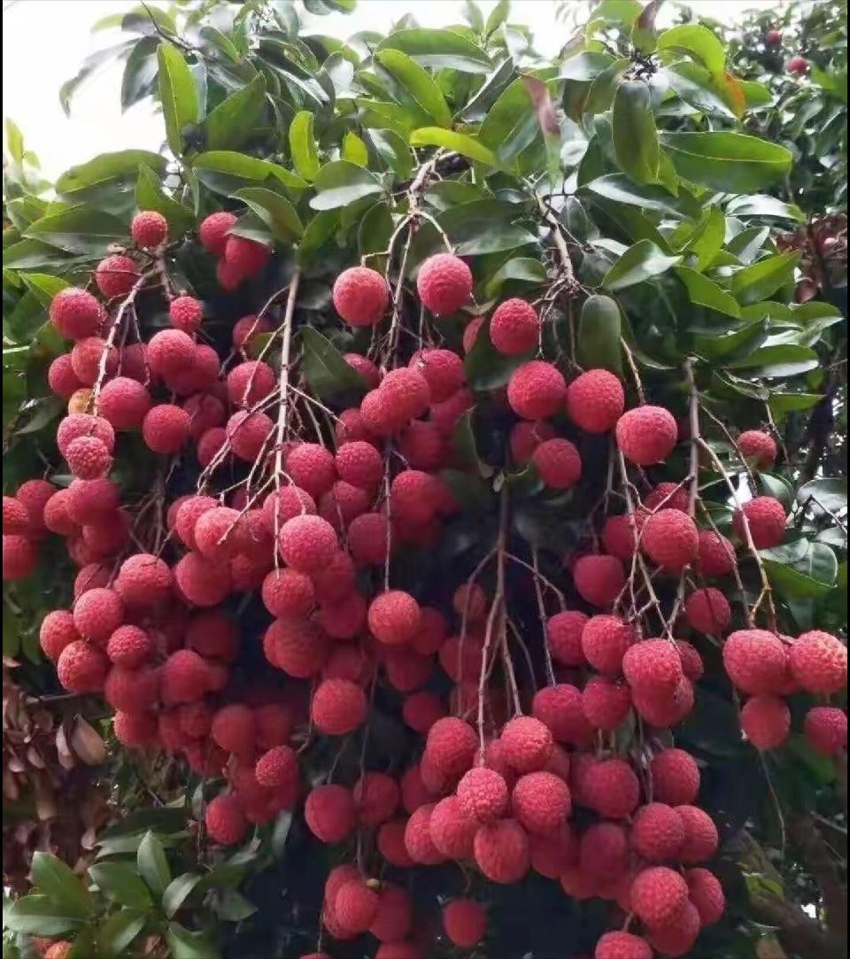荔枝2