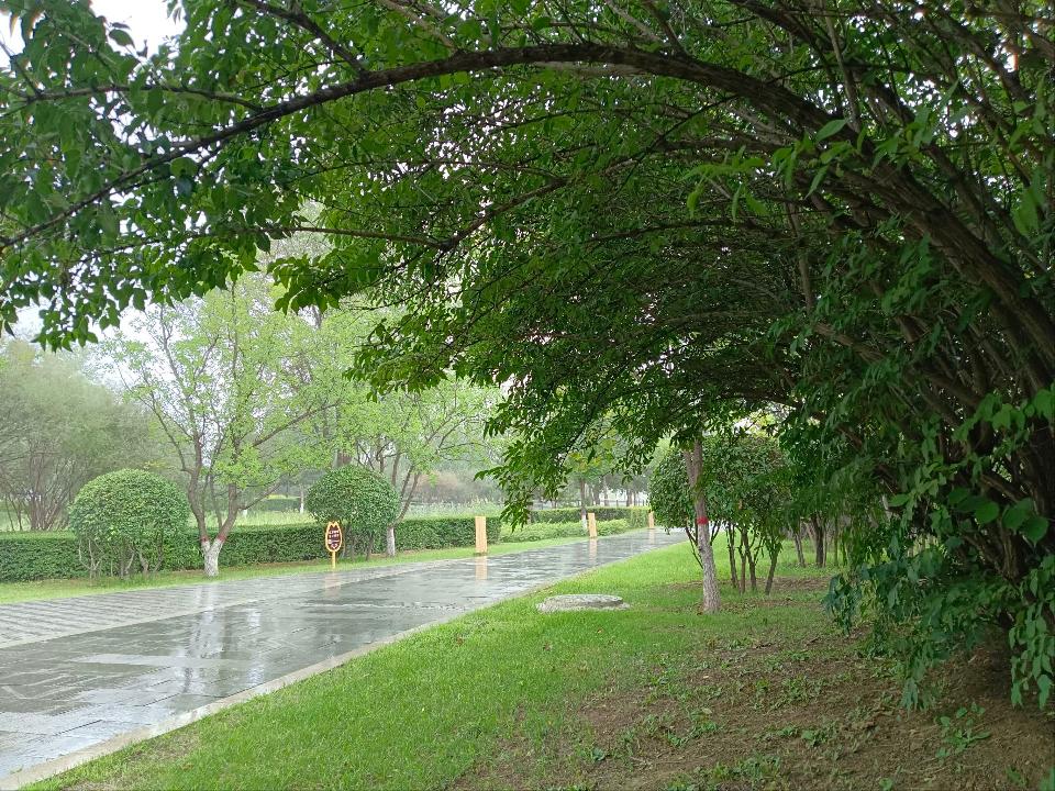 雨后2