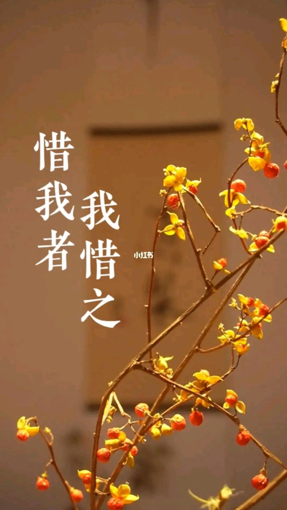 惜我者 我惜之