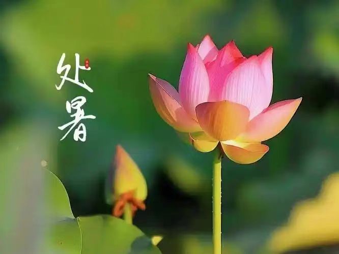 处暑