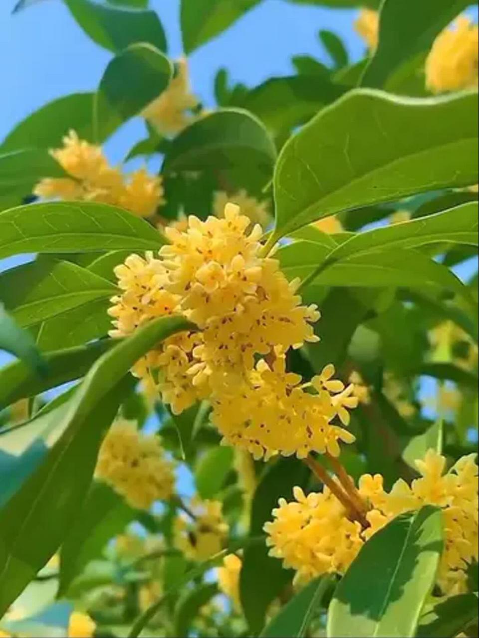 桂花2