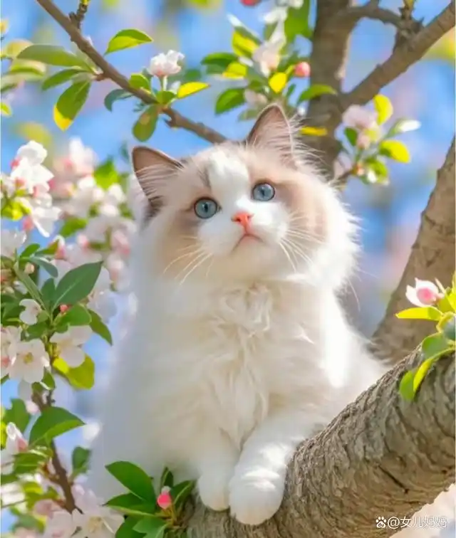 解佩令*花猫   作者//唐增虎（山东）