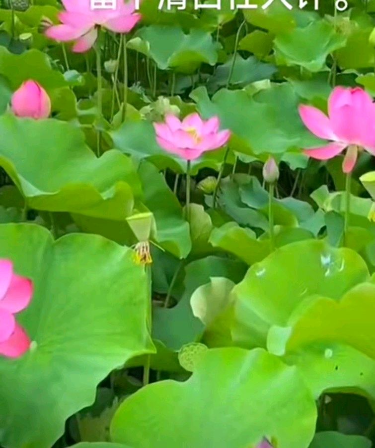 【荣耀中国】请欣赏周建庭诗词专辑
