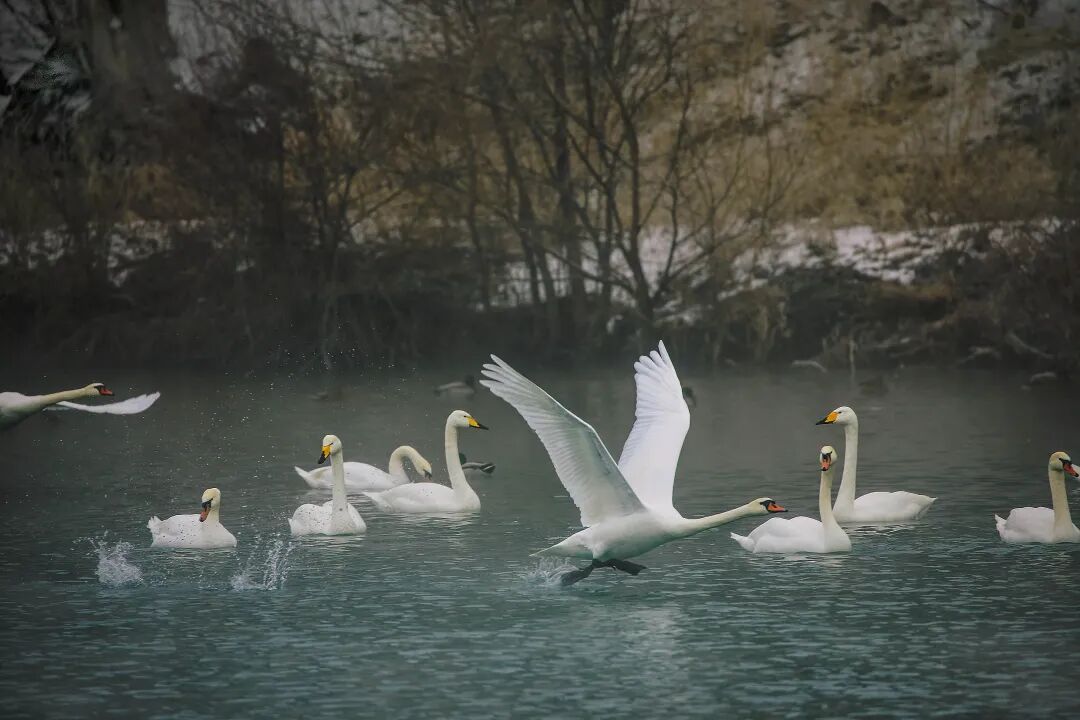【天鹅泉湿地公园 )(仲忠摄影)摄影图片】生态摄影_太平洋电脑网摄影部落