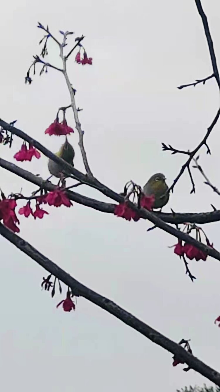 花开元霄正是時