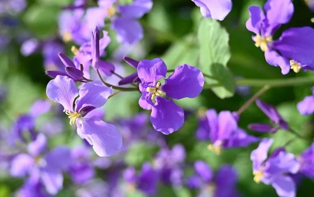 二月兰摄影图__花草_生物世界_摄影图库_昵图网