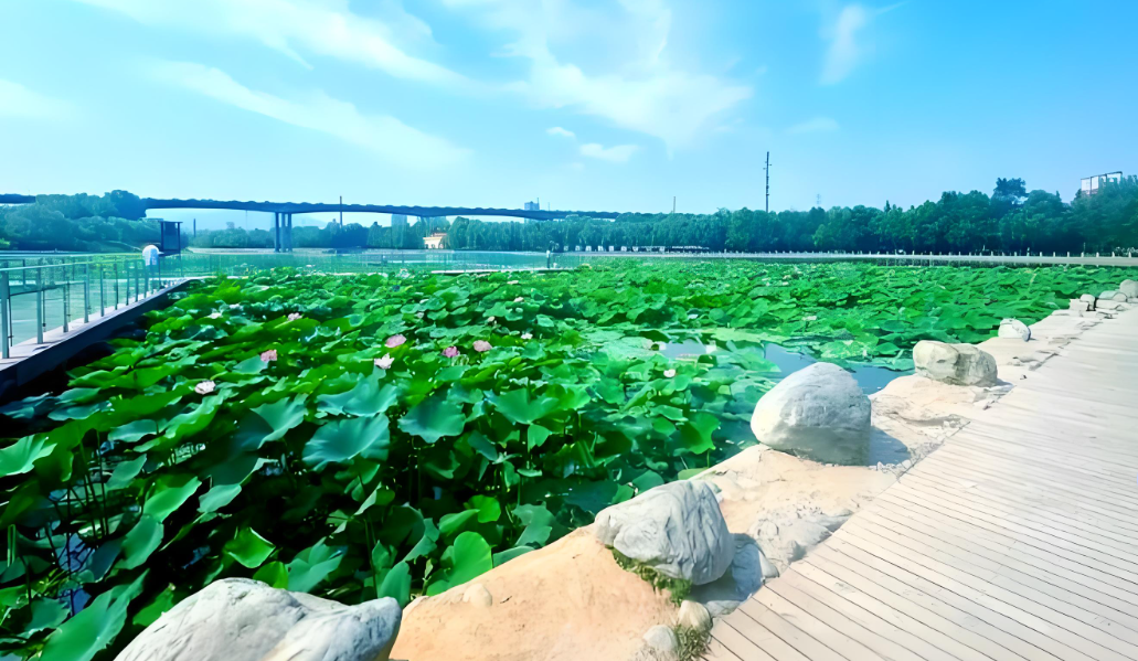 巩义盛夏打卡圣地：子美书苑荷花香，音乐喷泉夜未央