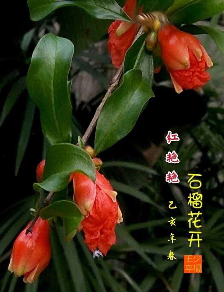 咏石榴