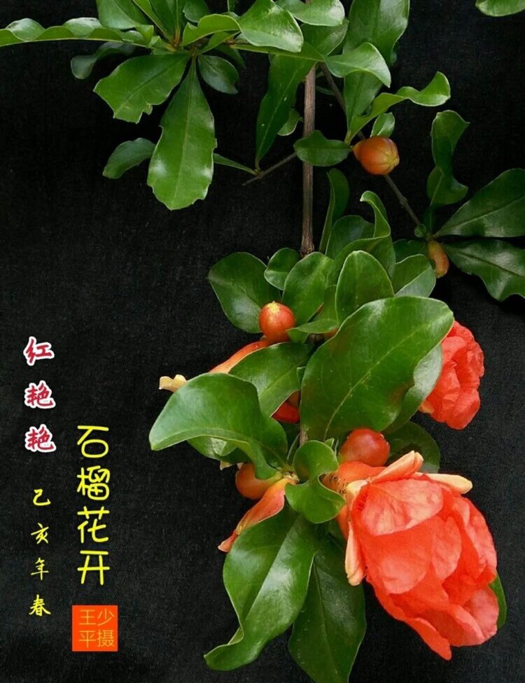 咏石榴