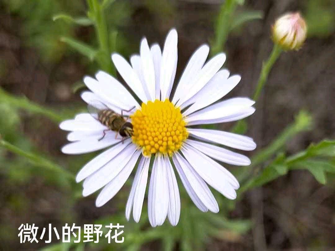 邬云峰《微小的野花》诵读：㴋元