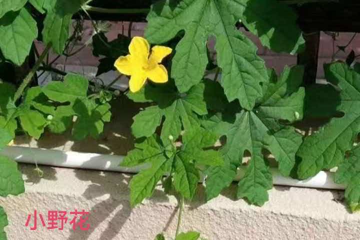 邬云峰《微小的野花》诵读：㴋元