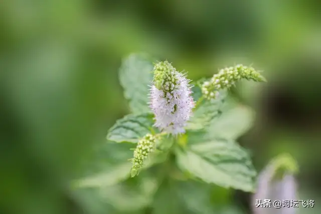 银丹草——甘会文/（每日诗记）
