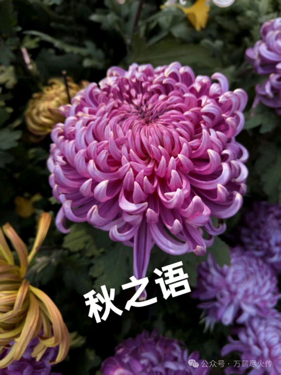 星月篇(97)，秋轻轻地叩响了我的心门