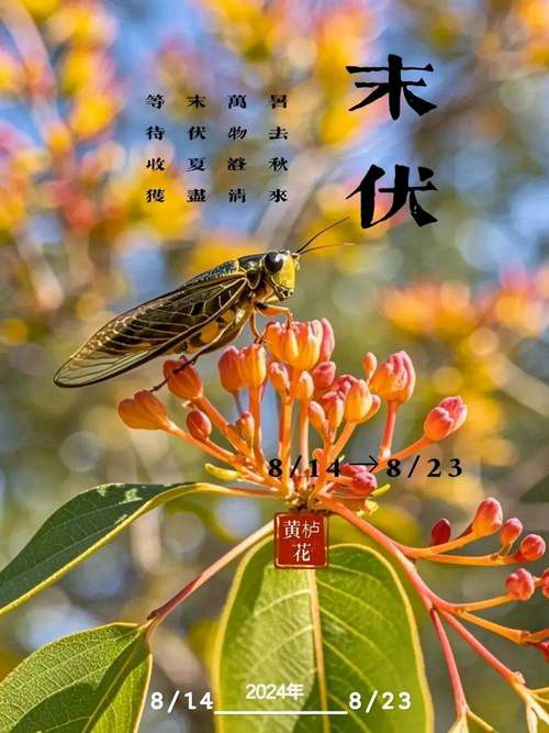 请欣赏《七绝·末伏四首》作者/薛有毅           主播·编辑/一个人【中国长江文学社】有声文学平台【第19334期】