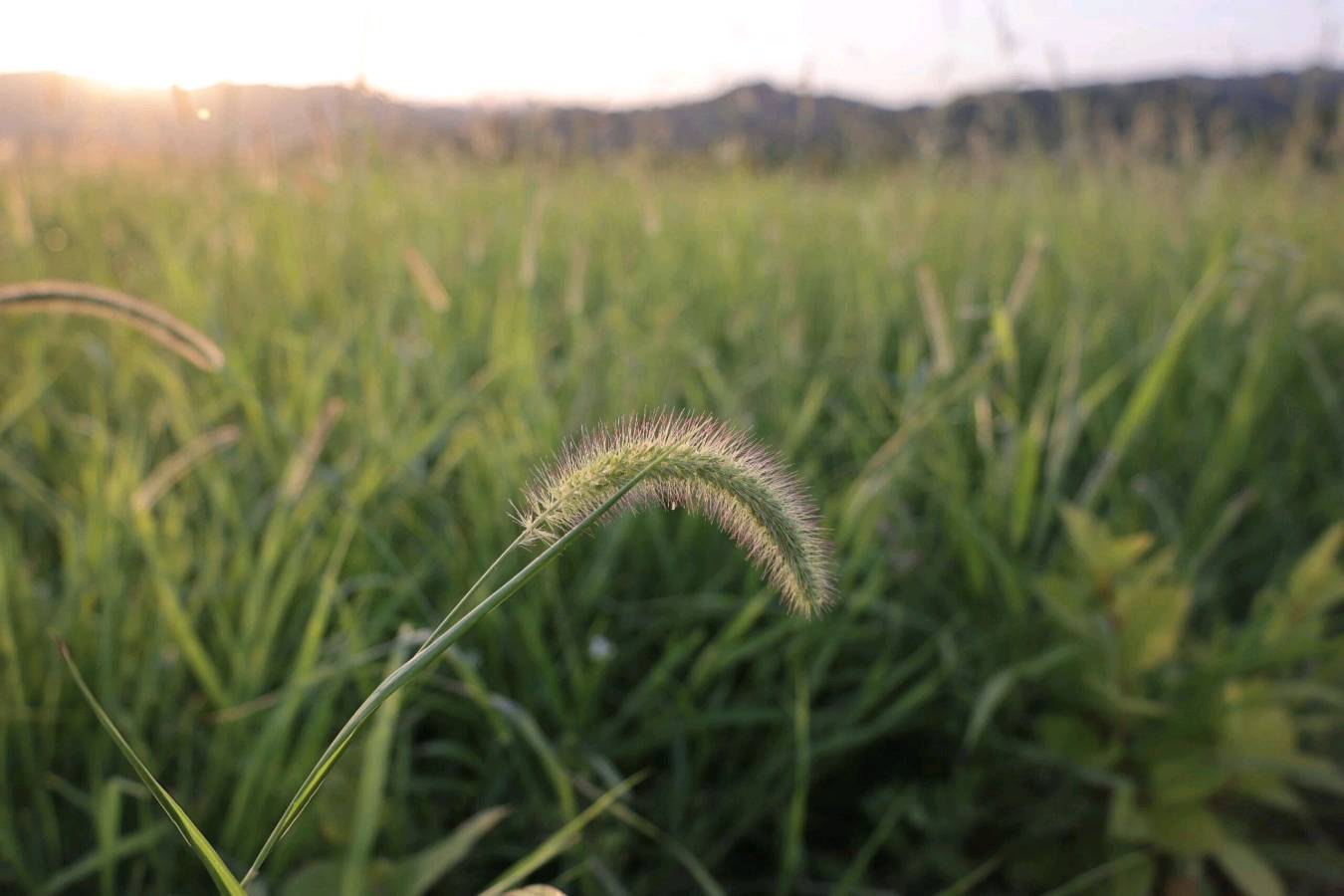 3223.有狗尾巴草的地方文/林水火（福建）