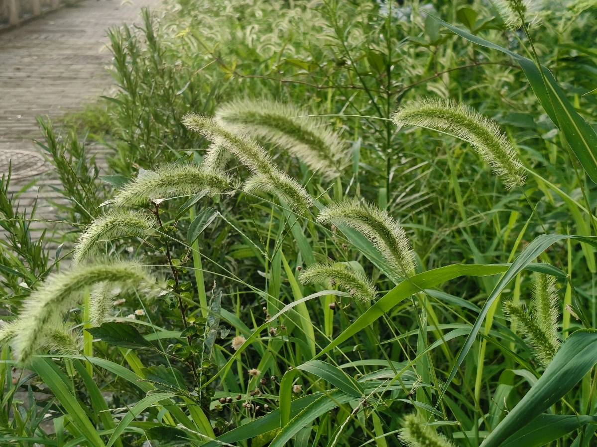 3223.有狗尾巴草的地方文/林水火（福建）