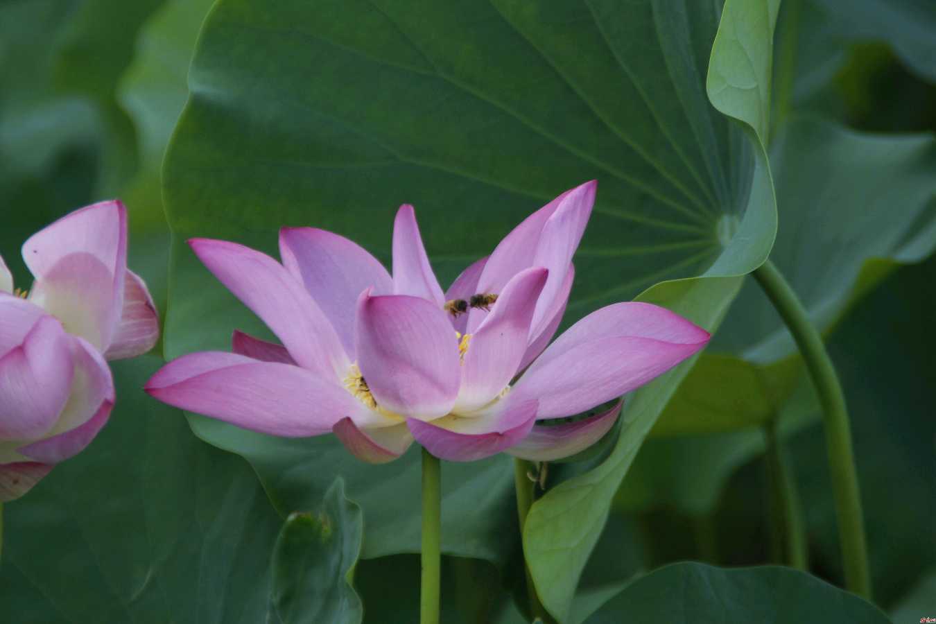 盛夏（外二首）文/山乡(湖北)【冰心文化传媒】