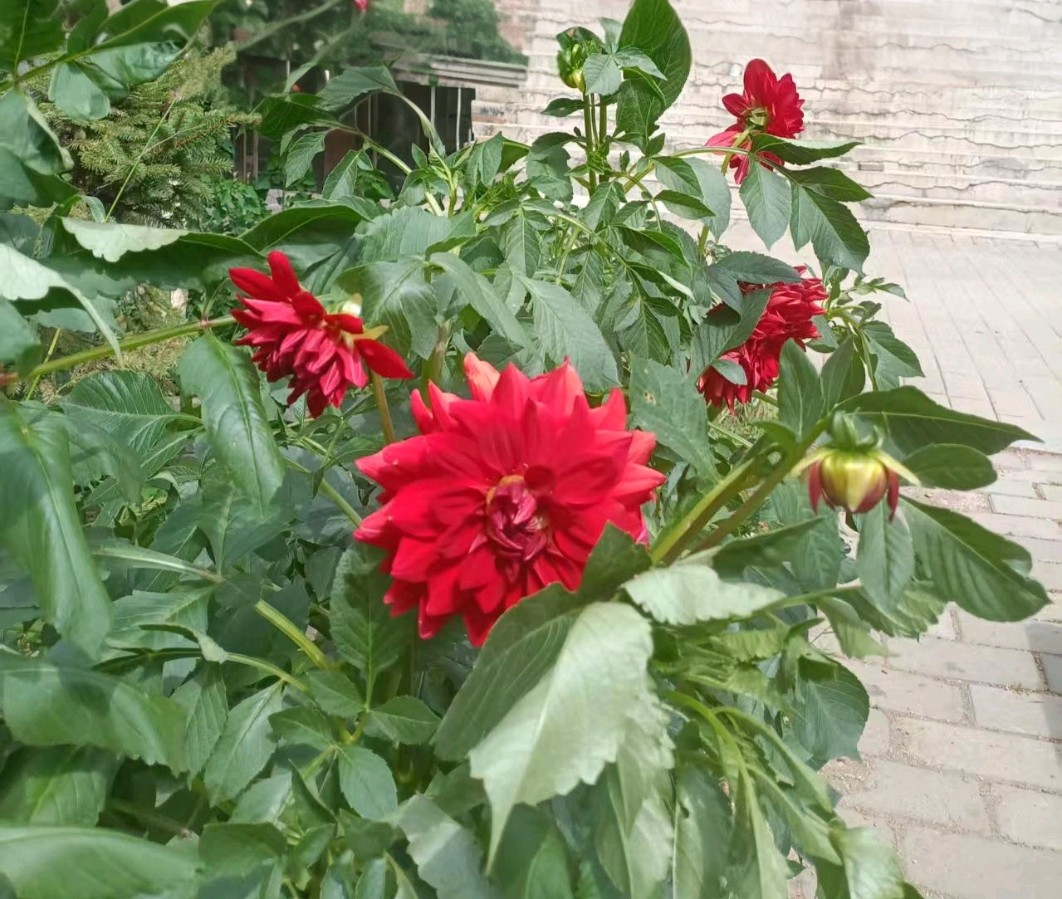 鹧鸪天·赏大丽花忆怀