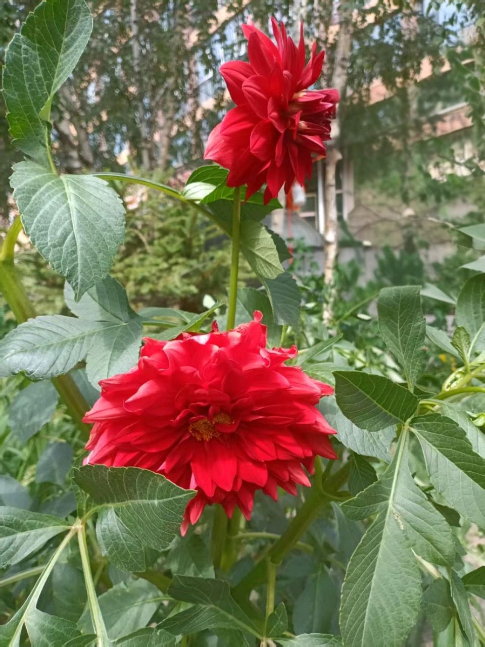 鹧鸪天·赏大丽花忆怀