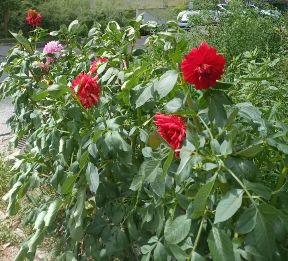鹧鸪天·赏大丽花忆怀