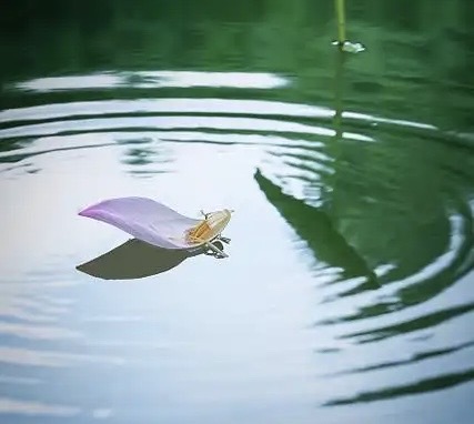老影孤身行浅秋