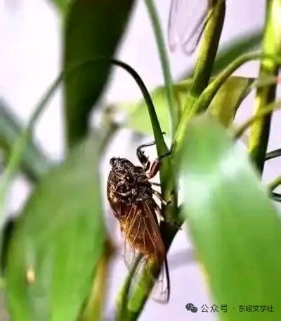 末伏新凉诗词五首‖文/杨修志‖七律·末伏新凉