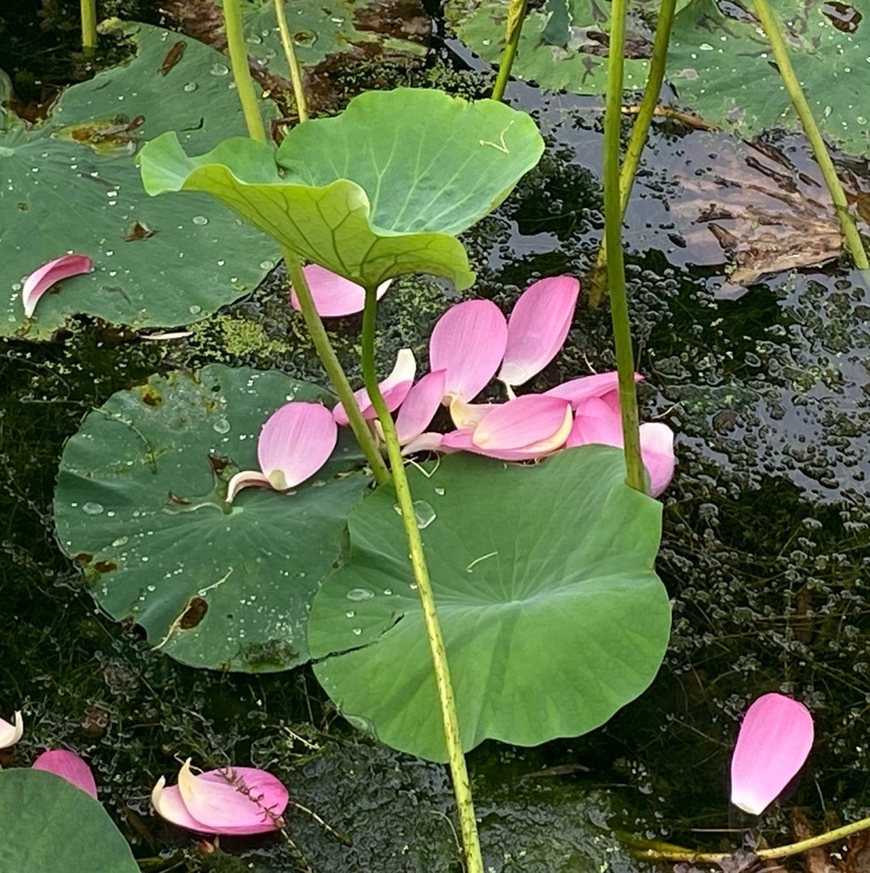 清秋赏落花