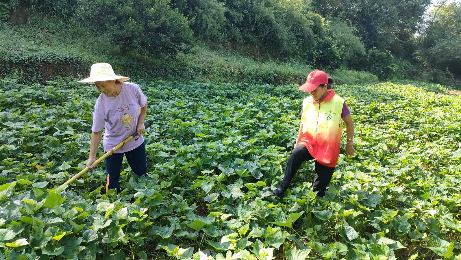 深耕红薯种植 赋能农产增收