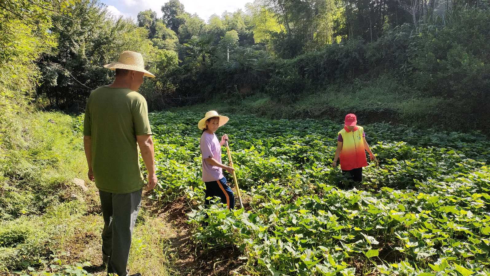 深耕红薯种植 赋能农产增收