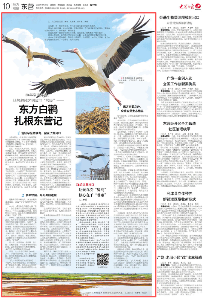 东方白鹳扎根东营记