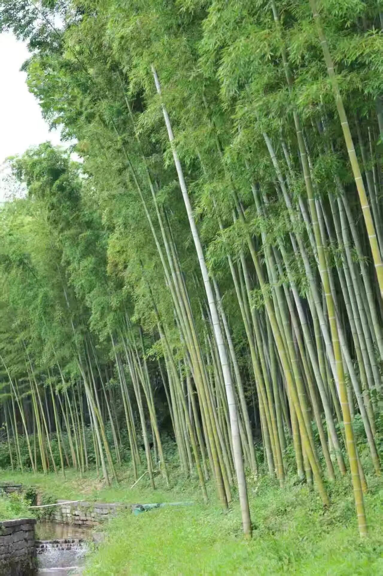 《九州风雅颂》祖碑研究之五 先祖迁徙 文脉传播——祖脉迁川 宗风渡洋 文  杨世国