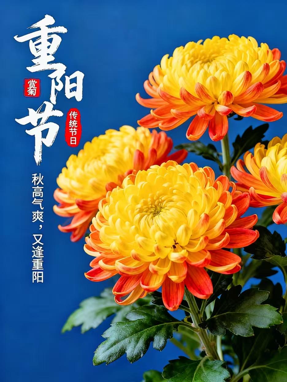 于洪文：依韵敬和田津平老师《重阳菊花》三首