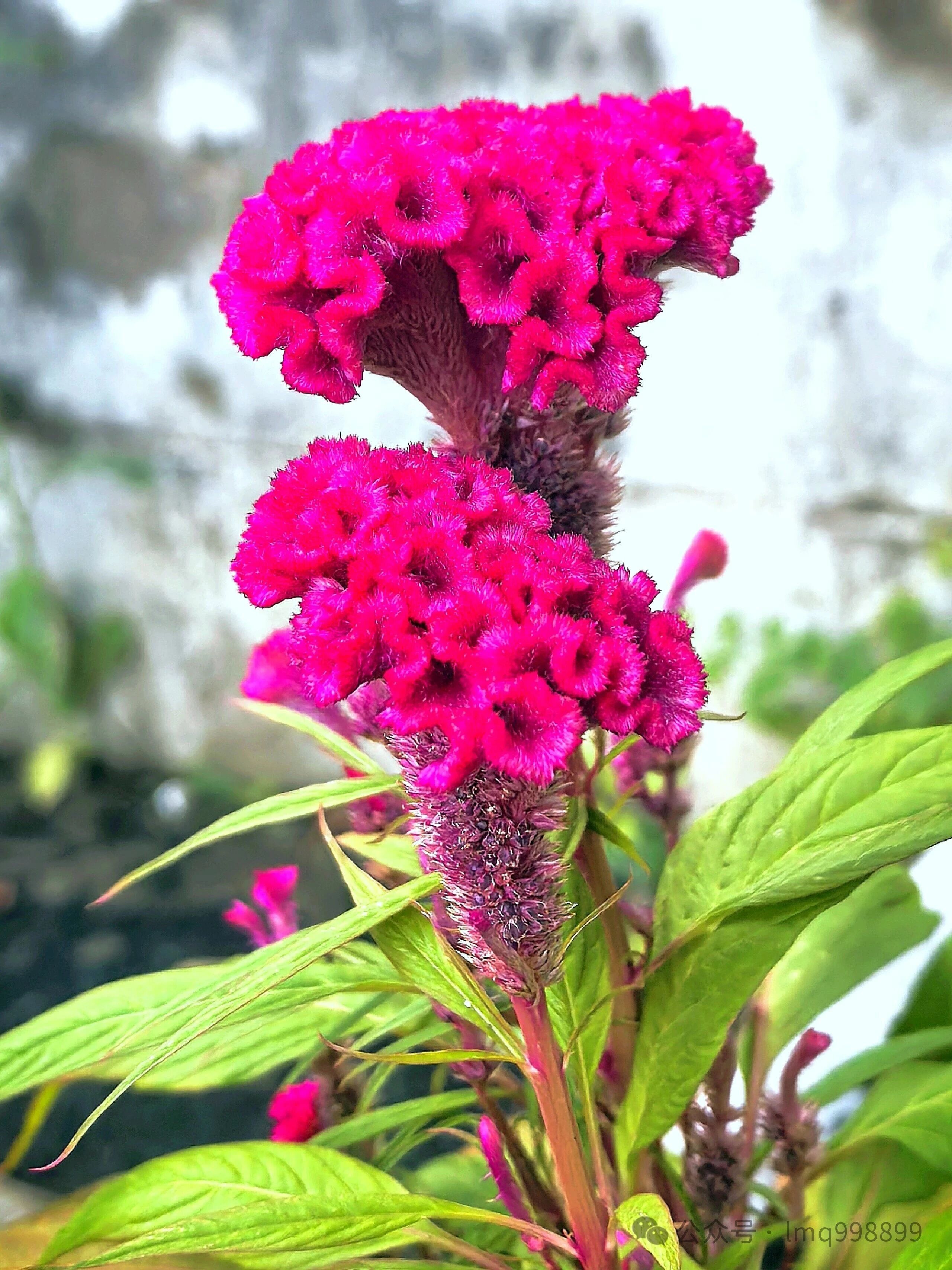 古风·深秋独恋鸡冠花  //刘同芳（山东）