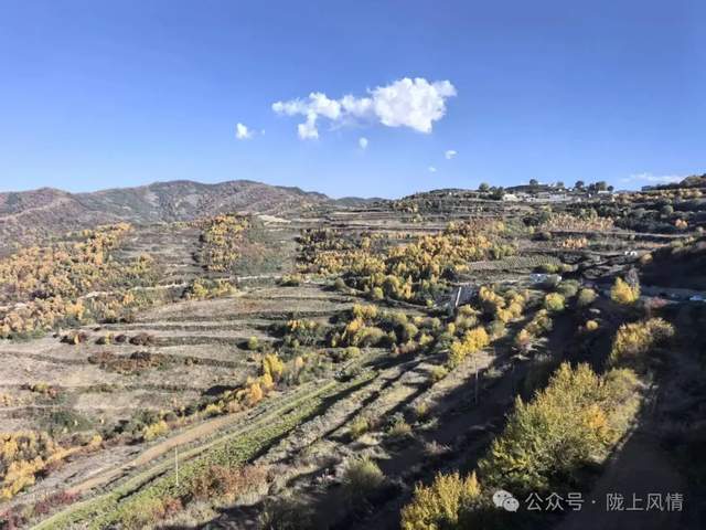 云顶山：一峰两季 秋艳霜白（萧同杏）