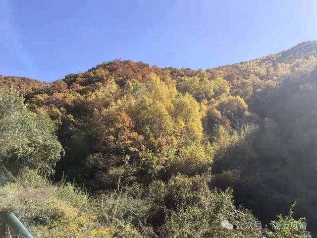 云顶山：一峰两季 秋艳霜白（萧同杏）