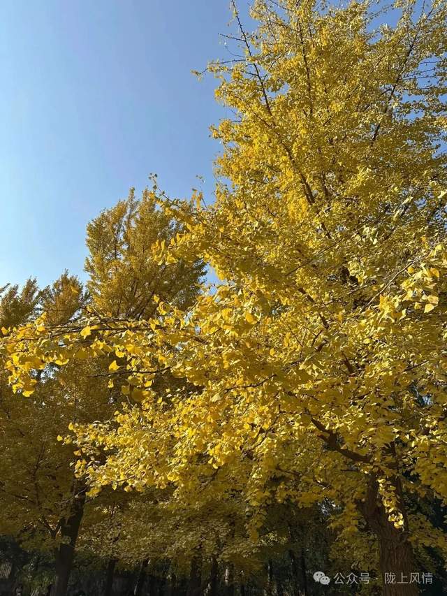 香山饯秋赋（萧毅）